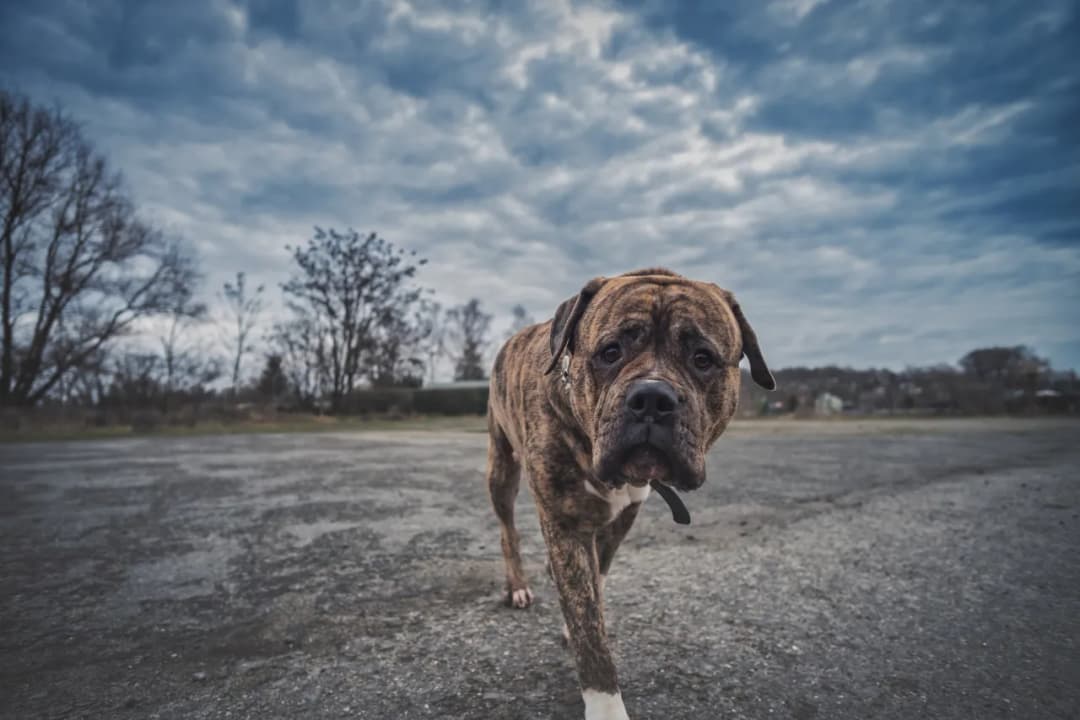 Ile kosztuje hotel dla psa? Sprawdź ceny i ukryte koszty!