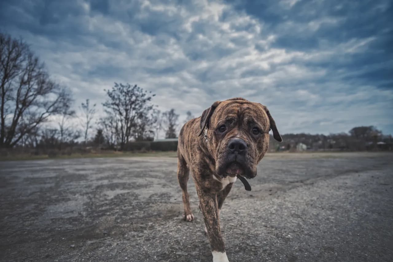 Ile kosztuje hotel dla psa? Sprawdź ceny i ukryte koszty!